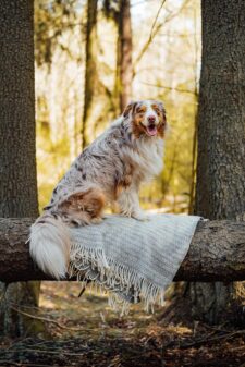 plaid grijs freja wol klippan